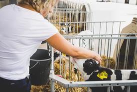 Ministerin Karawanskij streichelt ein Kalb