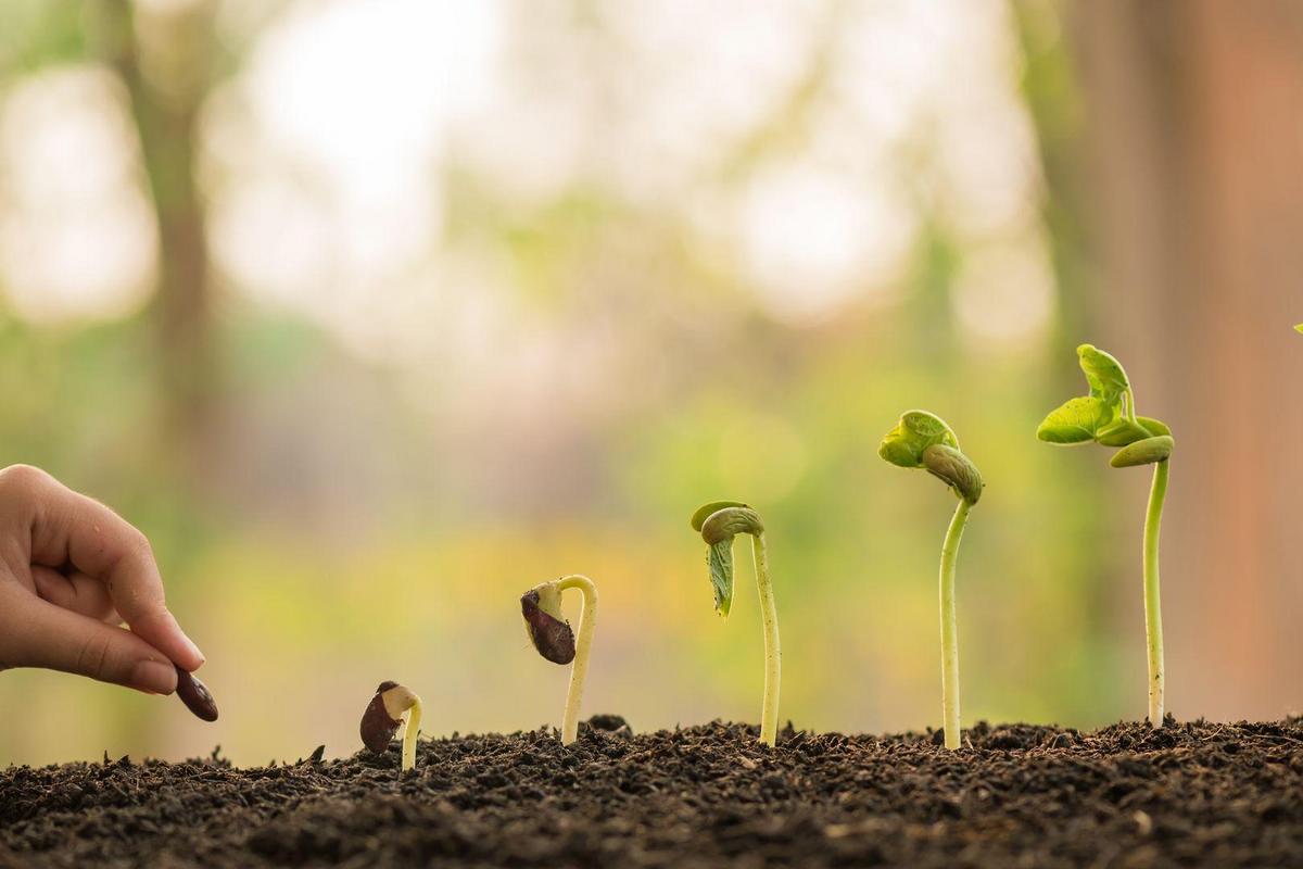 Hand, die eine grüne Pflanze über Beleuchtungshintergrund hält und pflegt, Baum, Umwelt, Hintergrund pflanzt. Landwirtschaft, Gartenbau. Pflanzenwachstumsentwicklung vom Samen zum Bäumchen.