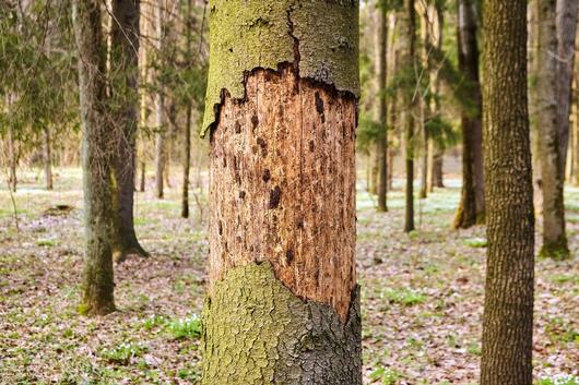Borkenkäfergeschädigter Baum im Wald