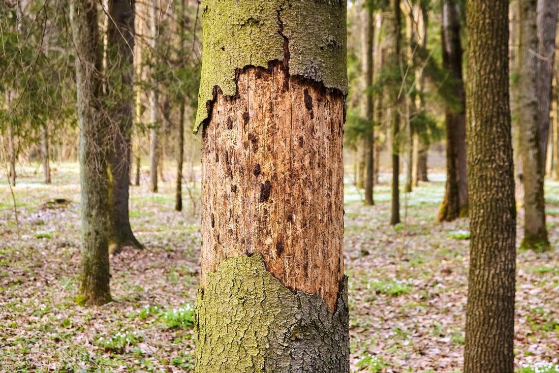 Borkenkäfergeschädigter Baum im Wald