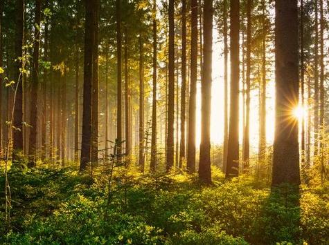Sonne scheint durch Bäume im Wald