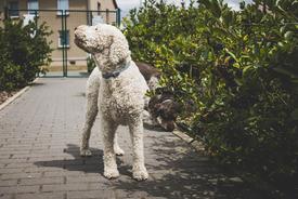 Ein Lagotto Romangnolo steht im Garten vor Aroniabäumen.