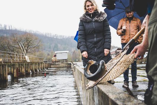 Eine große Forelle springt vom Kescher zurück ins Becken