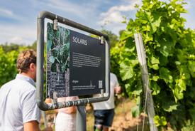 Weinrebe „Solaris“