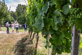 Weinreben am Kaatschener Dachsberg