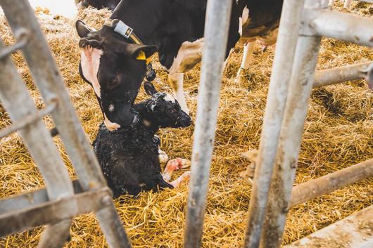 Frisch geborenes Kalb mit Mutterkuh