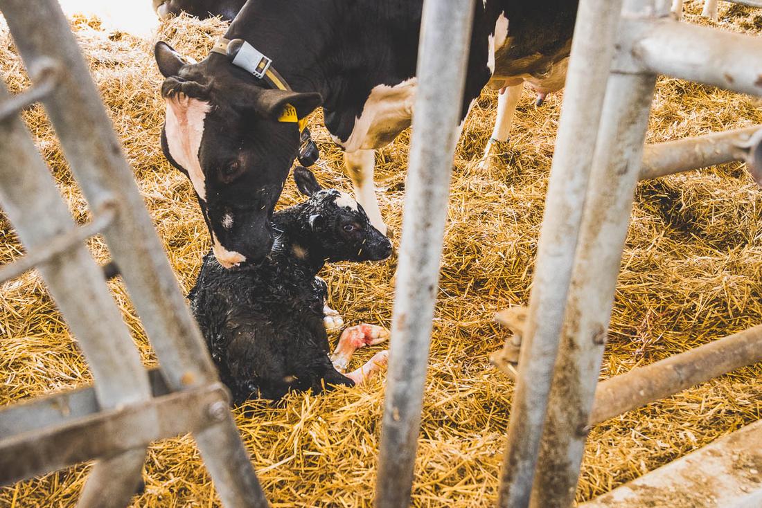 Frisch geborenes Kalb mit Mutterkuh