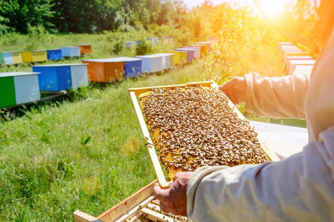 Imker hält Bienenwaben mit vielen Bienen