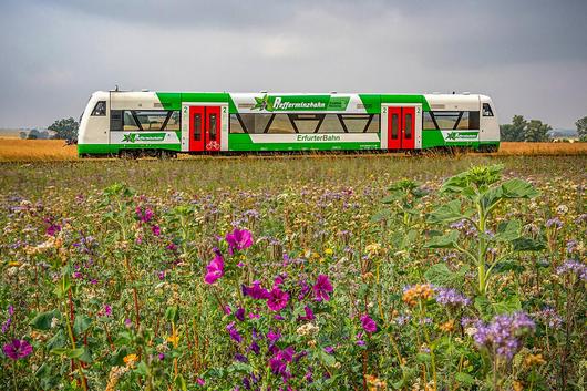 Pfefferminzbahn der Erfurter Bahn mit Blühstreifen im Vordergrund