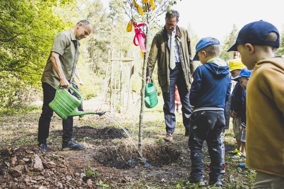 Staatssekretär Weil gießt eine frisch gepflanzte Rotbuche