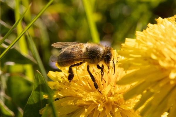 Biene auf Blüte, Foto: Alexander Schlotter/Saaleland-Photography, Kahla, 2020