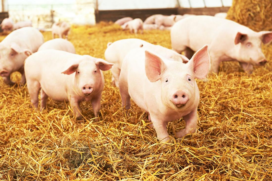 Schweine im Stall
