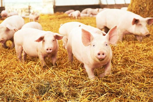 Schweine im Stall
