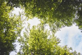 Gesunde Baumkronen im Plenterwald