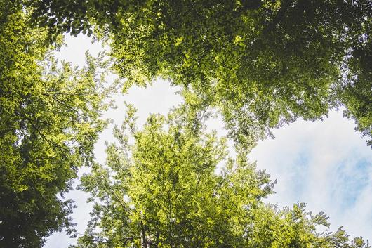 Gesunde Baumkronen im Plenterwald