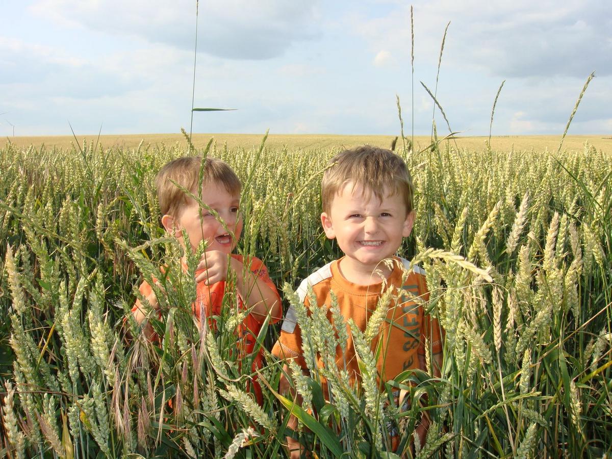 Kinder im Getreidefeld