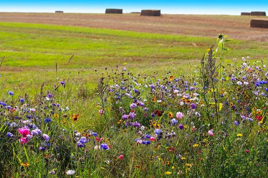 Bunte Blumen am Feldrand