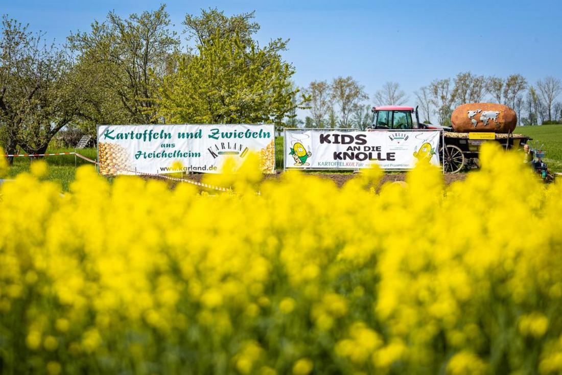 Rapsfeld, Werbeplakate für Kartoffeln, Traktor am Feldrand.