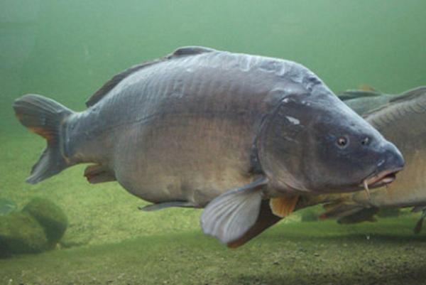 Karpfen schwimmt im Wasser.