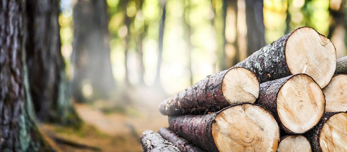 Waldweg mit gelagerten Baumstämmen